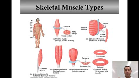 Skeletal muscle types and names - YouTube