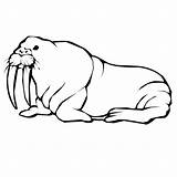 Walrus coloring Page  Animals Town color Sheet sketch template