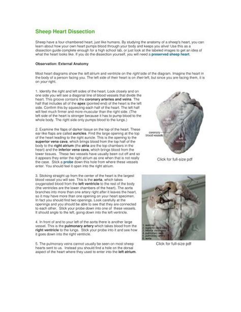Sheep Heart Dissection