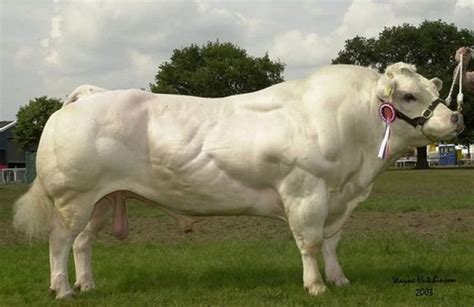 51 best Belgian Blue Cows images on Pinterest | Belgian blue, Cow and Cattle