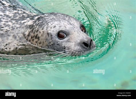 CAPTIVE Close up of a harbor seal swimming, Point Defiance Zoo, Tacoma, Washington, USA Stock ...