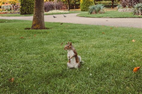 Free Images : squirrel, look, looking, claws, two feet, lawn, canidae, grass family, yard, dog ...