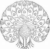 Peacock Coloring Pages For Kids sketch template