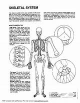 Skeletal System Coloring Worksheet sketch template