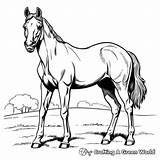 Secretariat Coloring Pages  Free & Printable sketch template