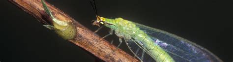 Bug of the Day: Green Lacewing - UF/IFAS Entomology and Nematology Department