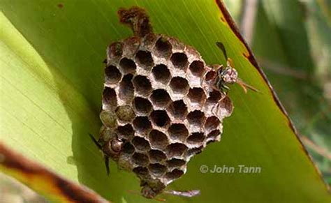 Wasp Photos and ID