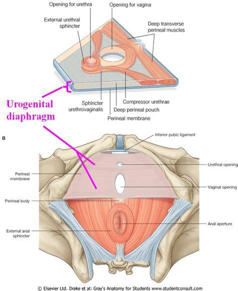 380 Anatomy ideas | anatomy, medical anatomy, anatomy and physiology