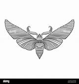 Night butterfly Adult coloring Book Vector Illustration Anti Stress  sketch template
