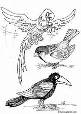 Coloring Page Birds  Free Printables Img 2887 sketch template