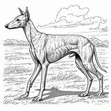Whippet Dog Drawing Coloring Book page  Premium AI Generated Image sketch template