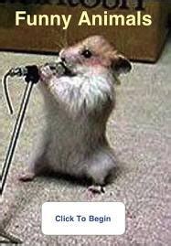 45 best images about Singing Animals on Pinterest | Chihuahuas, Funny ...