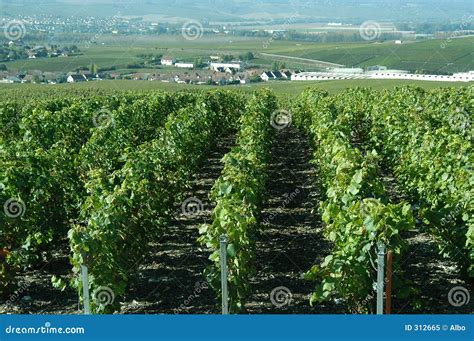 Champagne vineyards stock image. Image of beverage, cultivation - 312665