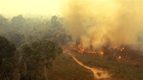 Record number of fires burning in Amazon rainforest - NationofChange