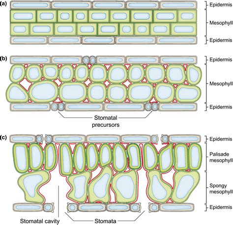 Spongy Mesophyll Cell Diagram