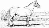 Horse In Field Coloring page Printable sketch template