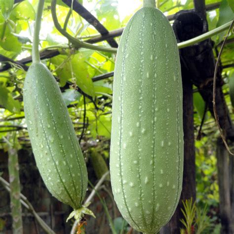 Luffa Aegyptiaca Seeds (10 seeds) (Loofah Gourd, Luffa cylindrica ...