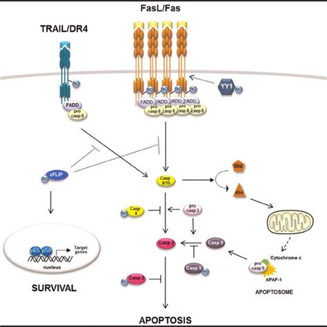 S-nitrosylation in TRAIL/DR4 and FaL/Fas signaling pathways. NO affects ...