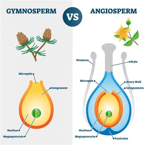 The Field Guide to "Gymnosperms and Angiosperms" - Earth.com