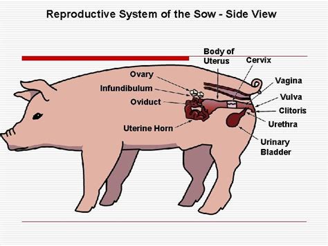 Animal Reproduction Lesson 1 Male Reproductive System Lesson