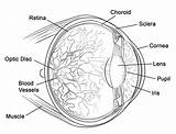 Human Eye Färbung Seite  Kostenlose Druckbare Malvorlagen Für Kinder sketch template