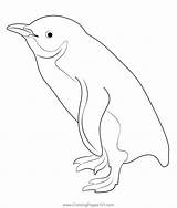Little Blue Penguin Standing Coloring Page For Kids  Free Penguins sketch template