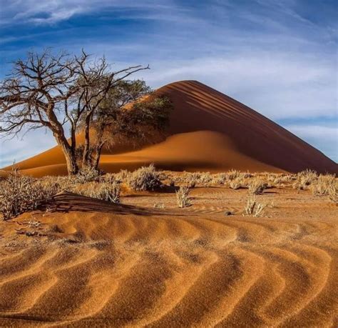 the sand dunes and trees in the desert