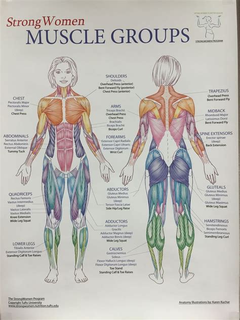 Pin by Yury Romero on Massage Ahhhh | Human muscle anatomy, Body muscle anatomy, Human body anatomy