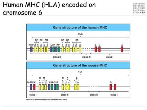 PPT - MHC Polymorphism PowerPoint Presentation - ID:1277416