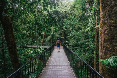 Cairns Aboriginal Daintree Dreaming Rainforest Tour | Down Under Tours