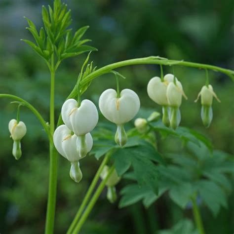 Lamprocapnos spectabilis "Alba"