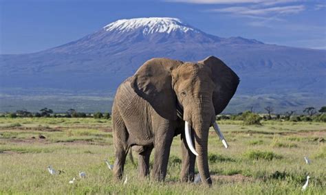 Amboseli National Park - Kenya National Parks , Kenya tour Destinations