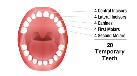 Baby teeth – teething and how to care for baby teeth | healthdirect