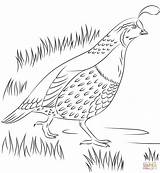 California Quail Coloring Page Sketch sketch template