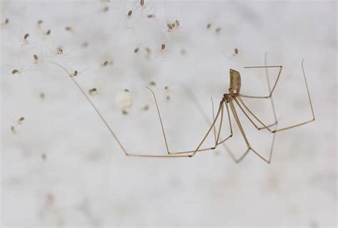 Are Daddy Long Legs Spiders Dangerous To Dogs