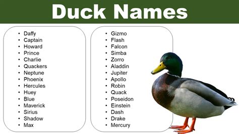 Adorable Duck Names: Naming Ideas for your Pet - Pet Names Vocab