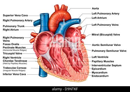 Trabeculae Carneae Vs Papillary Muscle