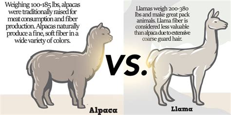 Alpacas vs. Llamas: The Ultimate Guide to Telling Who's Who