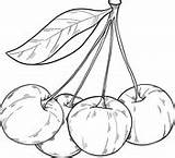 Cherry coloring Pages  Free Coloring sketch template