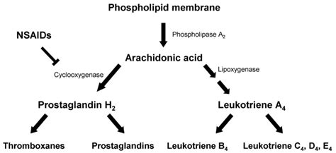 Main biochemical pathways of arachidonic acid. NSAIDs block... | Download Scientific Diagram