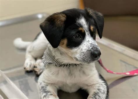 What you should know about the clever Blue Heeler Lab mix - K9 Web