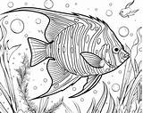 Printable Angelfish Coloring Sheets For Kids sketch template