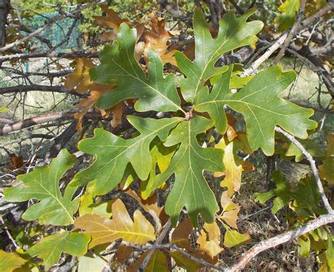 Quercus macrocarpa (Bur Oak, Oaks) | North Carolina Extension Gardener Plant Toolbox