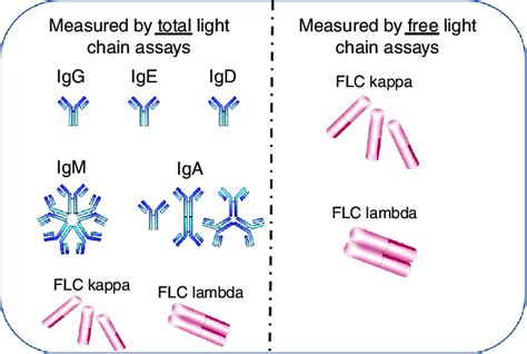 Measurement of kappa () and lambda () light chains in free and total... | Download Scientific ...