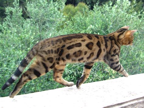 Ultimate Cat: Cat Breeds: Bengal