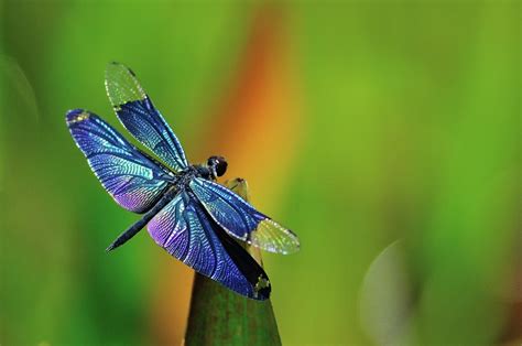 Blue Dragonfly by Myu-myu