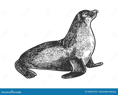 Sea Lion Animal Sketch Engraving Vector Stock Vector - Illustration of shirt, vector: 156922725