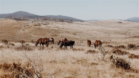 Scientists, rangers give evidence in senate committee on Brumby ...