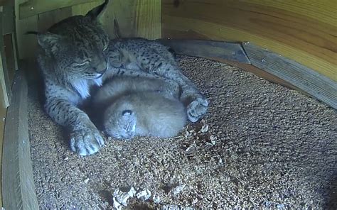 15 Iberian-lynx cubs were born this year at the Portuguese breeding centre - Wilder