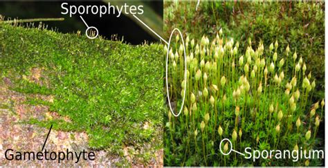 Sporophyte: Definition & Examples - Video & Lesson Transcript | Study.com